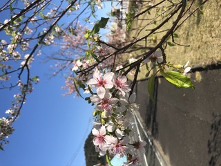 2020.11.22長浜の桜
