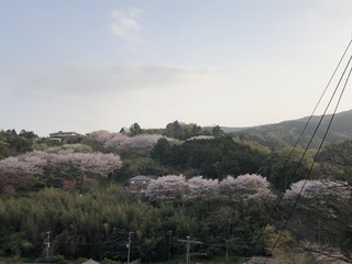 2021.4.1小田原の桜
