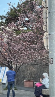 2023.1熱海の桜.jpg