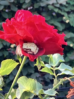 IMG_5164΂̒̊^.JPG